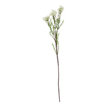 Load image into Gallery viewer, The Natural Garden Collection White Waxflower
