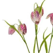 Load image into Gallery viewer, The Natural Garden Collection Purple Fritillaria Stem
