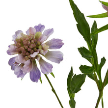 Load image into Gallery viewer, The Natural Garden Collection Purple Scabious Stem
