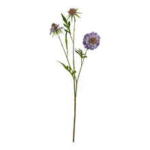 Load image into Gallery viewer, The Natural Garden Collection Purple Scabious Stem
