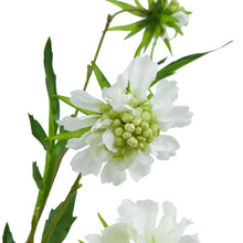 Load image into Gallery viewer, The Natural Garden Collection White Scabious Stem
