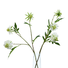 Load image into Gallery viewer, The Natural Garden Collection White Scabious Stem
