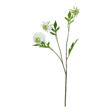 Load image into Gallery viewer, The Natural Garden Collection White Scabious Stem
