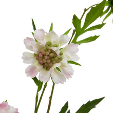 Load image into Gallery viewer, The Natural Garden Collection Pale Pink Scabious Stem
