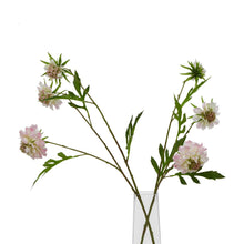 Load image into Gallery viewer, The Natural Garden Collection Pale Pink Scabious Stem
