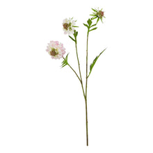 Load image into Gallery viewer, The Natural Garden Collection Pale Pink Scabious Stem
