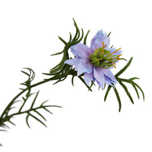 Load image into Gallery viewer, The Natural Garden Collection Purple Nigella Love In A Mist
