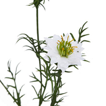 Load image into Gallery viewer, The Natural Garden Collection White Nigella Love In A Mist
