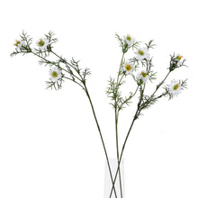 Load image into Gallery viewer, The Natural Garden Collection White Nigella Love In A Mist
