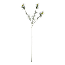 Load image into Gallery viewer, The Natural Garden Collection White Nigella Love In A Mist
