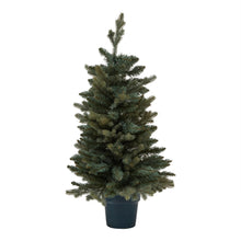 Load image into Gallery viewer, Medium Fir Tree In Pot
