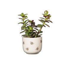 Load image into Gallery viewer, Queen Bee Mini Planter
