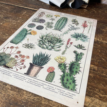 Load image into Gallery viewer, Vintage Metal Sign - Retro Cacti &amp; Succulents Identification Picture
