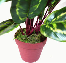 Load image into Gallery viewer, Artificial Medium 50cm Calathea Veitchiane Plant
