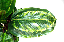 Load image into Gallery viewer, Artificial Medium 50cm Calathea Veitchiane Plant
