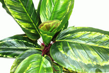 Load image into Gallery viewer, Artificial Medium 50cm Calathea Veitchiane Plant
