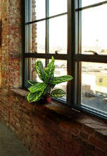 Load image into Gallery viewer, Artificial Medium 50cm Calathea Veitchiane Plant
