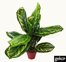 Load image into Gallery viewer, Artificial Medium 50cm Calathea Veitchiane Plant
