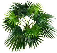 Load image into Gallery viewer, Artificial Fan Palm Tree 150cm
