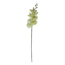 Load image into Gallery viewer, Single Orchid Spray, Cream Flowers, 85cm
