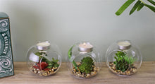 Load image into Gallery viewer, Succulent In Glass Terrarium with TeaLight Holder
