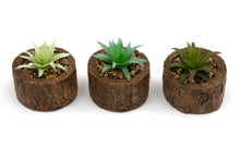 Load image into Gallery viewer, Bark Effect Pot and Succulent
