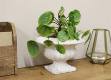 Load image into Gallery viewer, Classic Low Urn Planter
