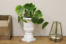 Load image into Gallery viewer, Classic Urn Planter
