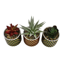 Load image into Gallery viewer, Set of 3 Succulents In Ceramic Pots With A Cubic Design
