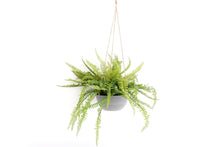 Load image into Gallery viewer, Hanging Fern In Pot
